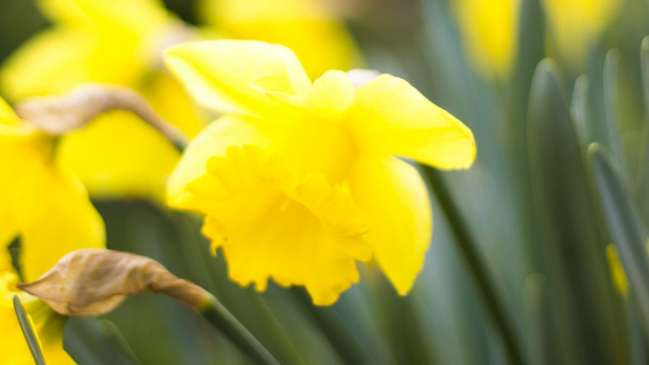 Beautiful daffodils