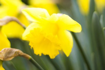 Beautiful daffodils